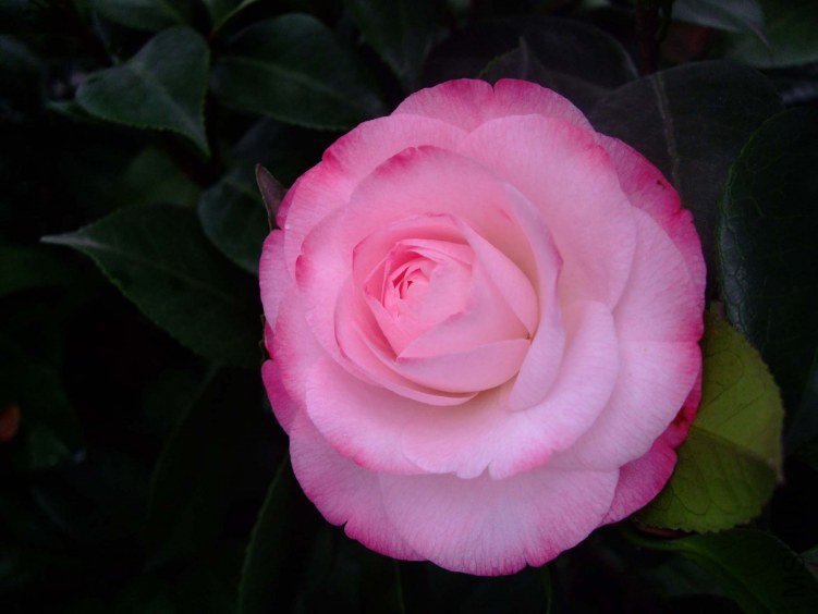 ��Ը 2012-1-9f (2).jpg