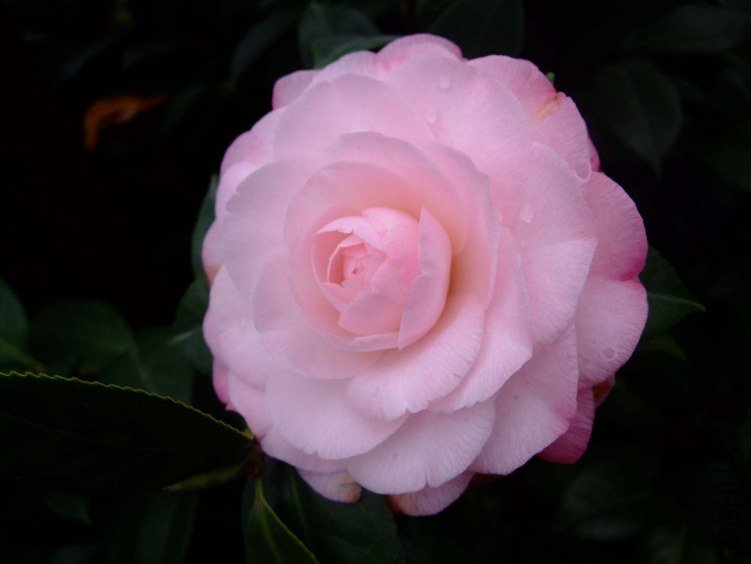 ��Ը 2012-1-9f (3).jpg