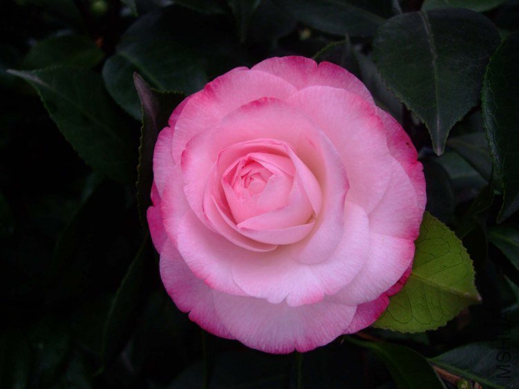 ��Ը 2012-1-9f (4).jpg