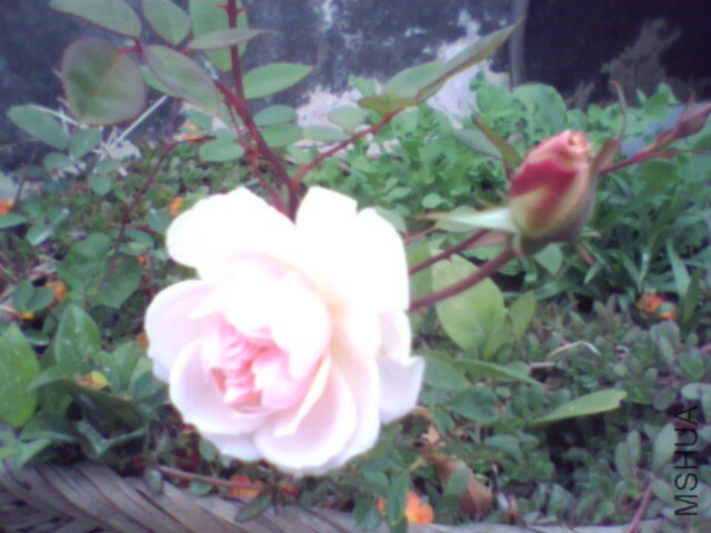 IMG0962A.jpg