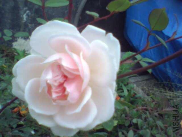 IMG0960A.jpg