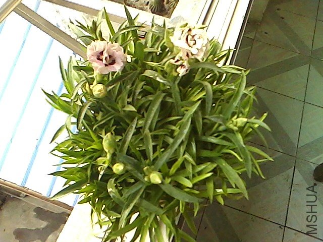 IMG0111154802.jpg