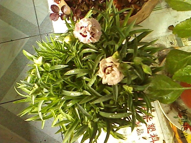 IMG0111154803.jpg