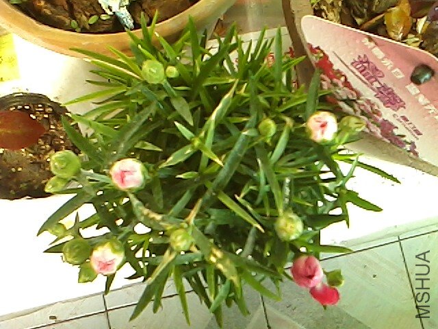 IMG0111154801.jpg