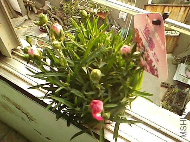 IMG0111154800.jpg
