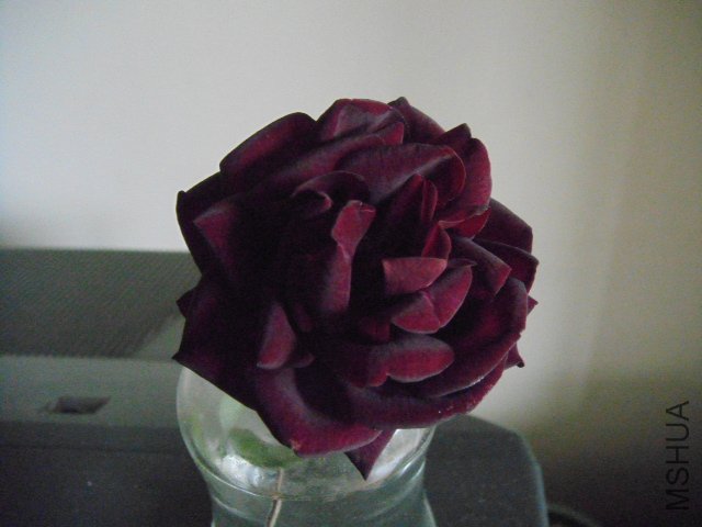 DSC01941.JPG