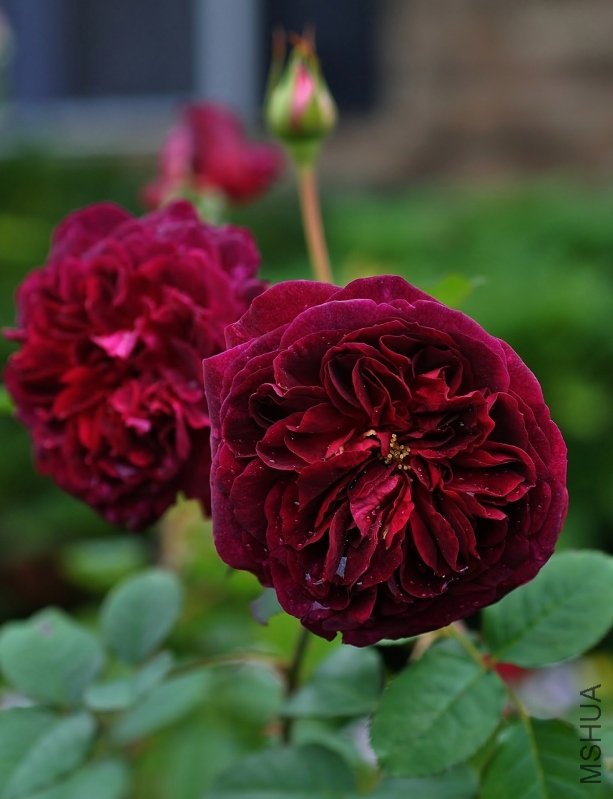 DSC_0844982x1280.jpg