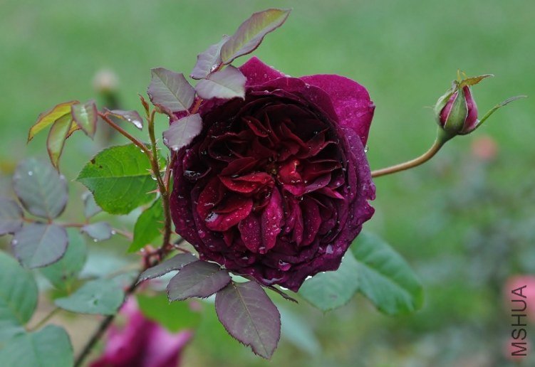DSC_07541280x878.jpg