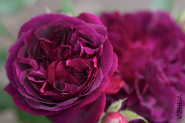 garden2011007.jpg