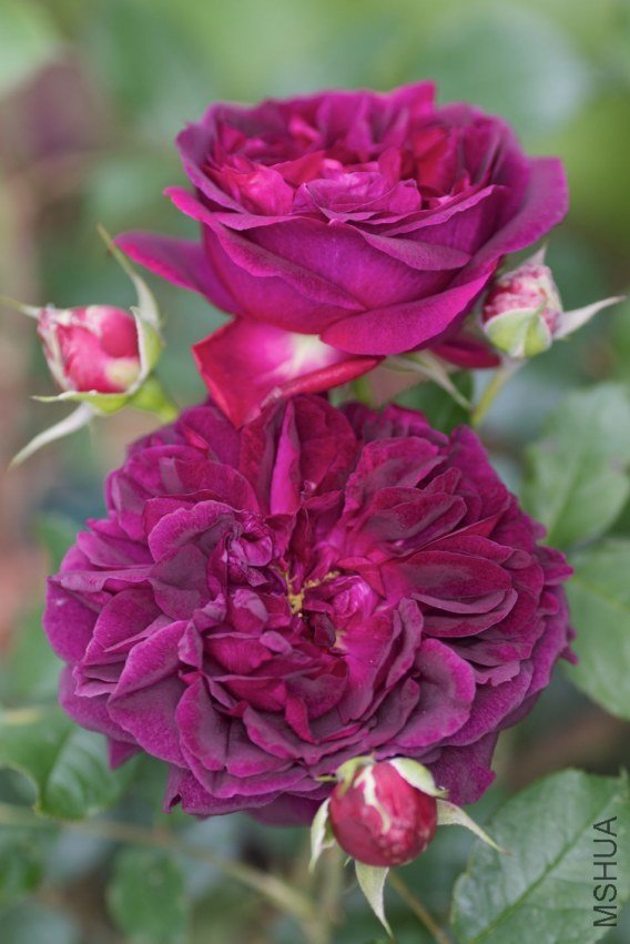garden2011006.jpg