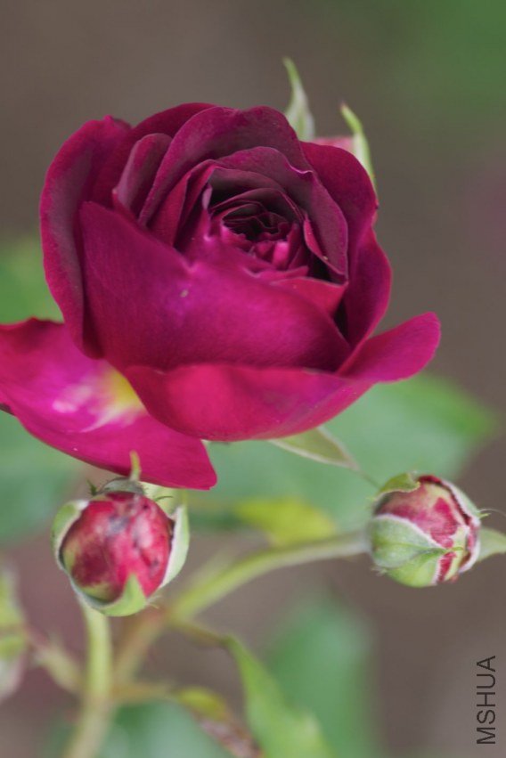 garden2011008.jpg