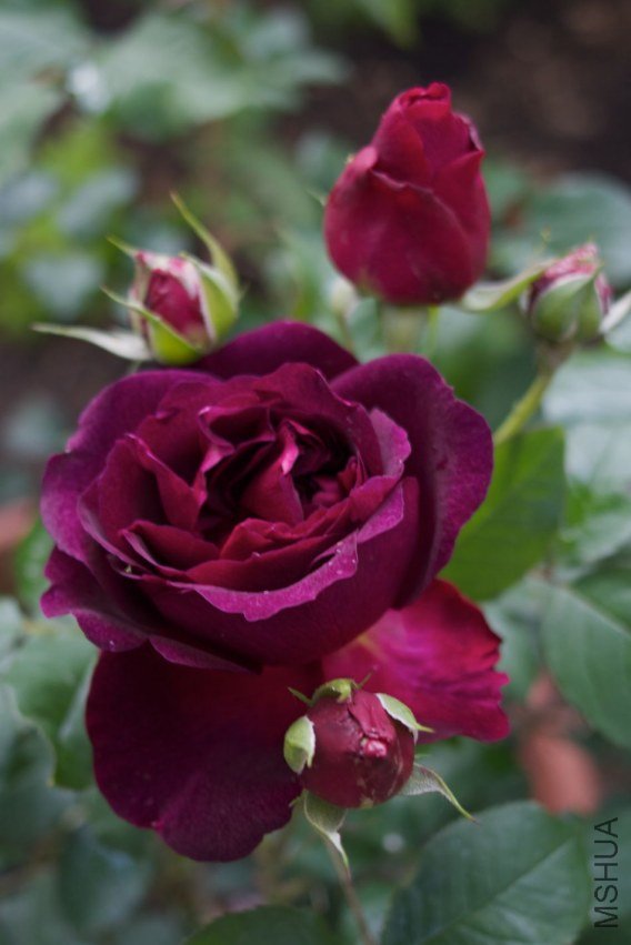 garden20112006.jpg