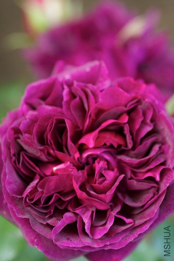 garden20114004.jpg