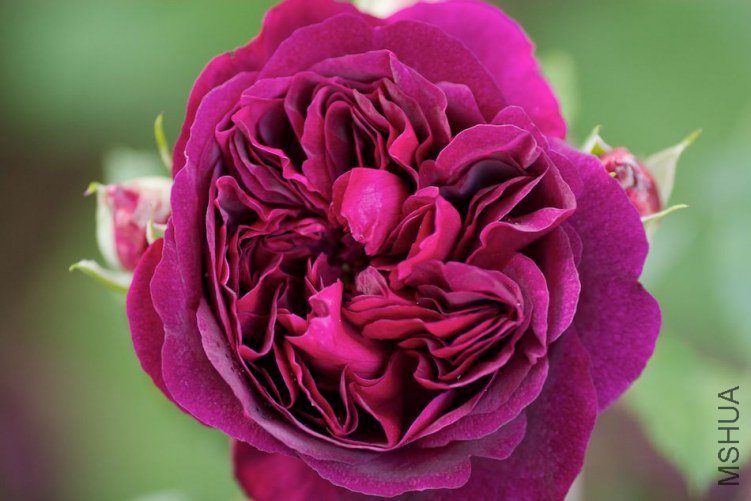 garden20114005.jpg