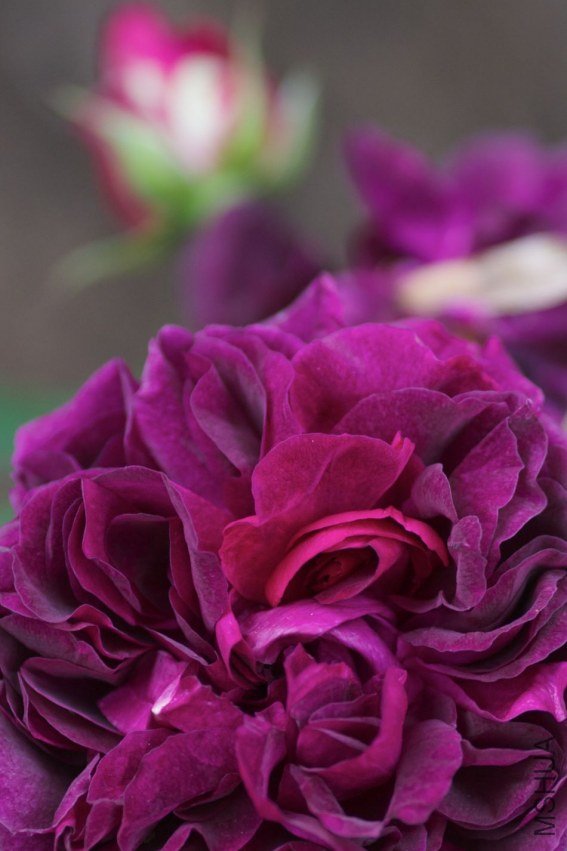 garden20115010.jpg