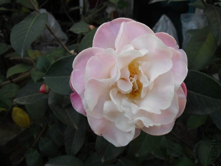 DSCF2717.JPG