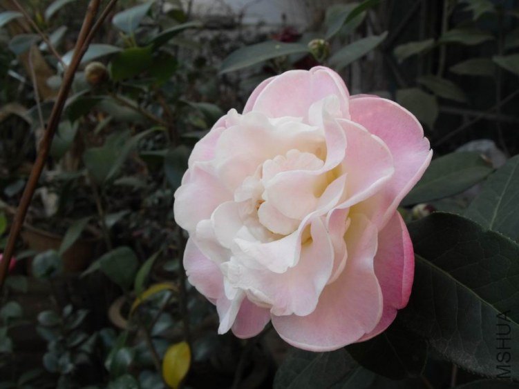 DSCF2718.JPG