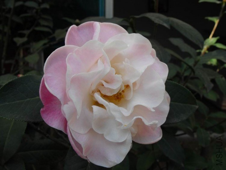DSCF2719.JPG