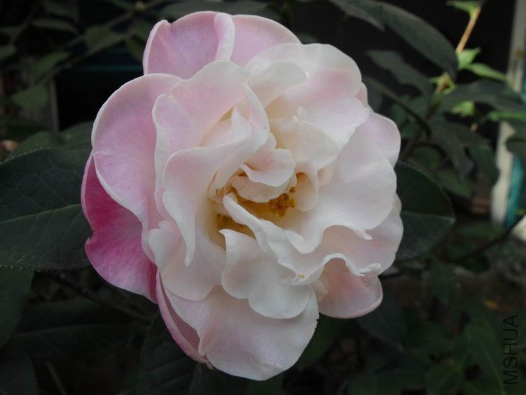 DSCF2720.JPG