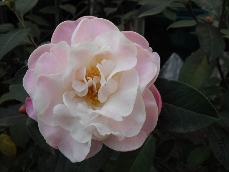 DSCF2721.JPG
