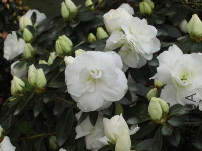 Perle de Swynaerde.jpg