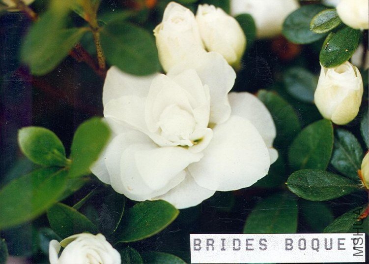 Bride's Bouquet.jpg