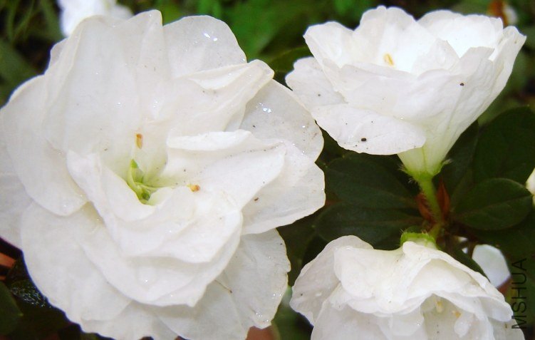 Bride's Bouquet2.jpg