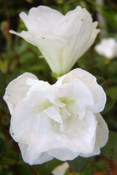 Bride's Bouquet3.JPG