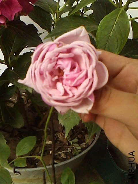 IMG0624110102.jpg