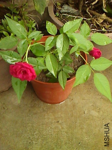 IMG0709154100.jpg