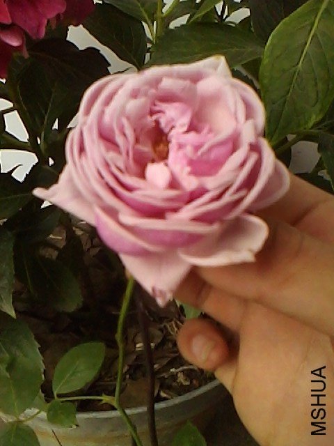 IMG0624110200.jpg
