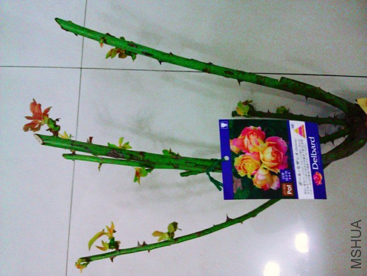 C360_2012-01-13-16-10-58.jpg