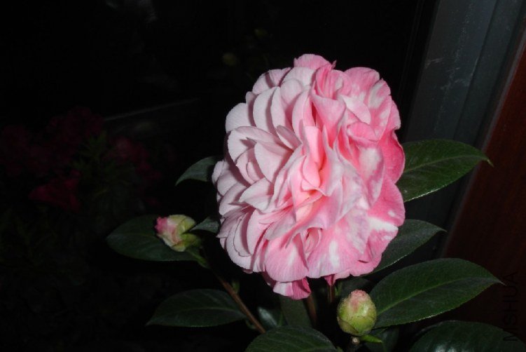 QQ��ͼ20120114083510.jpg