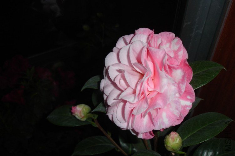 QQ��ͼ20120114083537.jpg