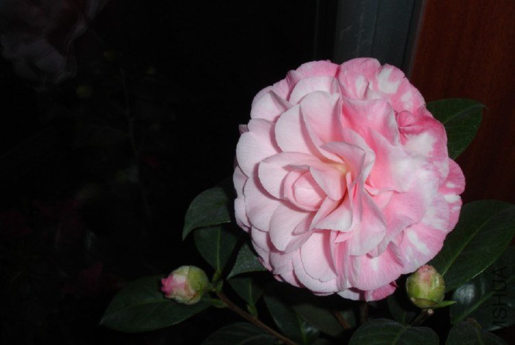 QQ��ͼ20120114083554.jpg