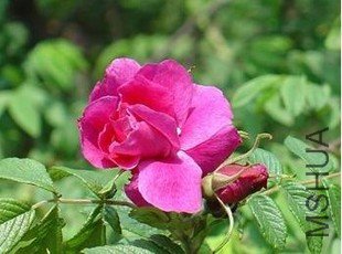 T12s5sXatcXXaiGHE3_045916.jpg_310x310[1].jpg