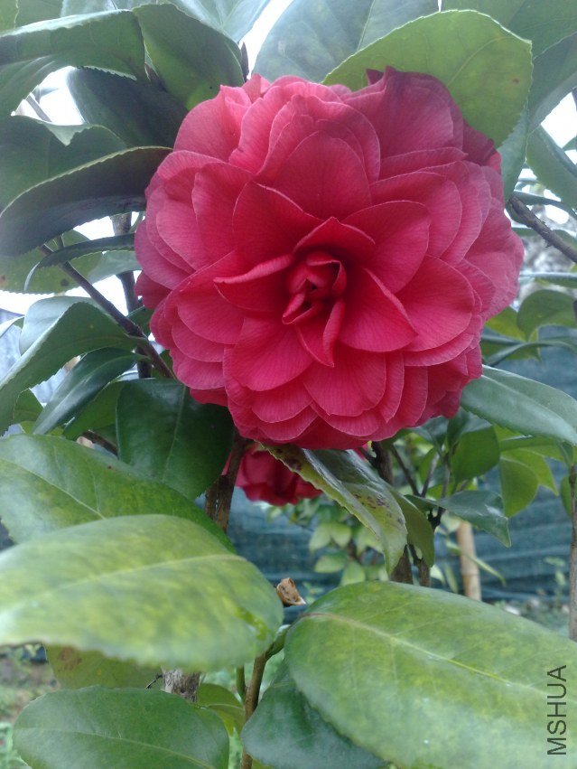 201201031085.jpg