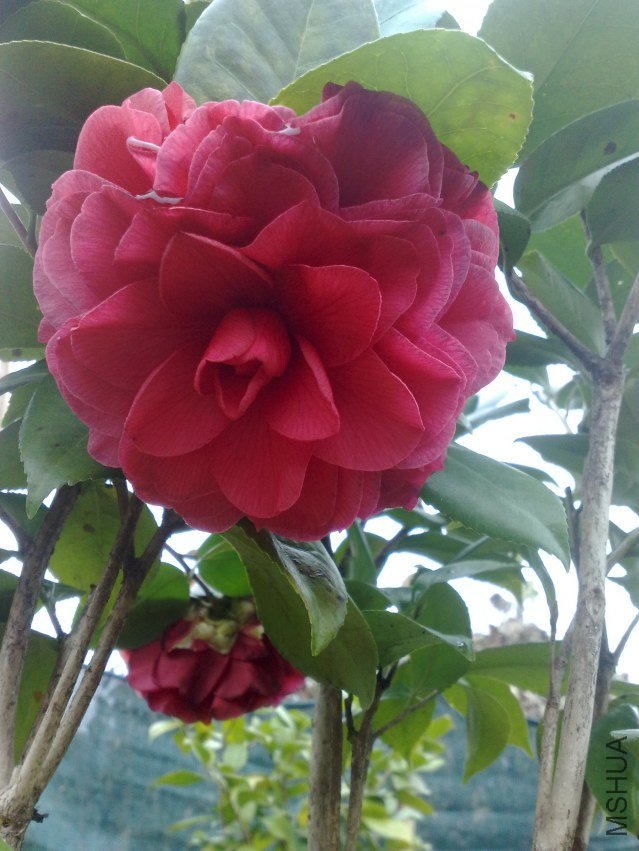 201201071092.jpg