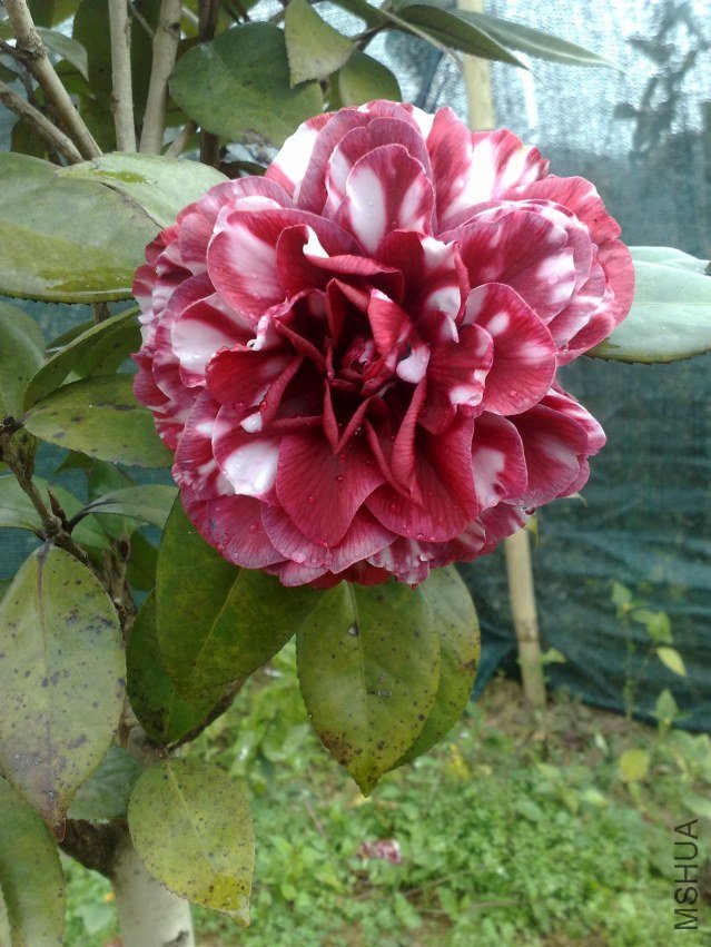 201201031086.jpg