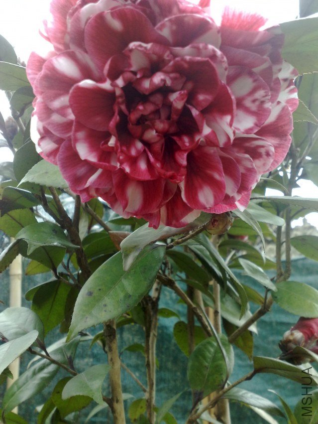201201031087.jpg