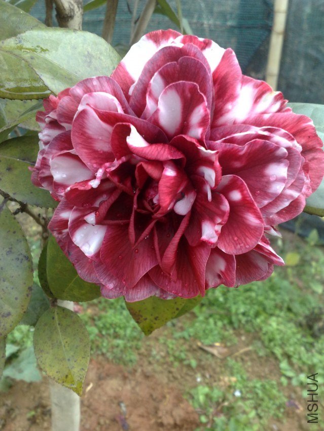 201201031088.jpg