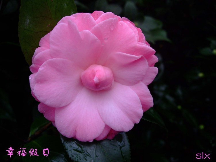 ��Ƭ2012-1-15f 00211.jpg