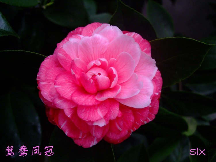 ��Ƭ2012-1-15f 00811.jpg