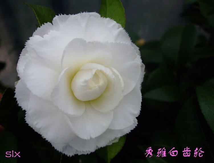 ��Ƭ2012-1-15f 01011.jpg