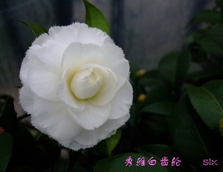 ��Ƭ2012-1-15f 01311.jpg