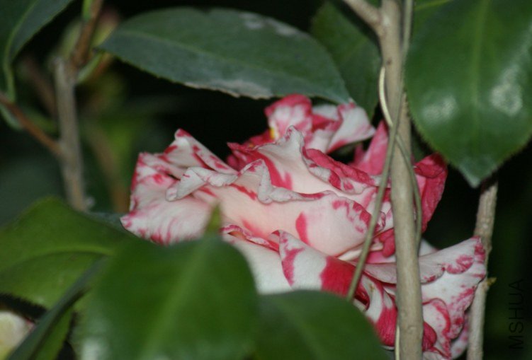 QQ��ͼ20120115170134.jpg