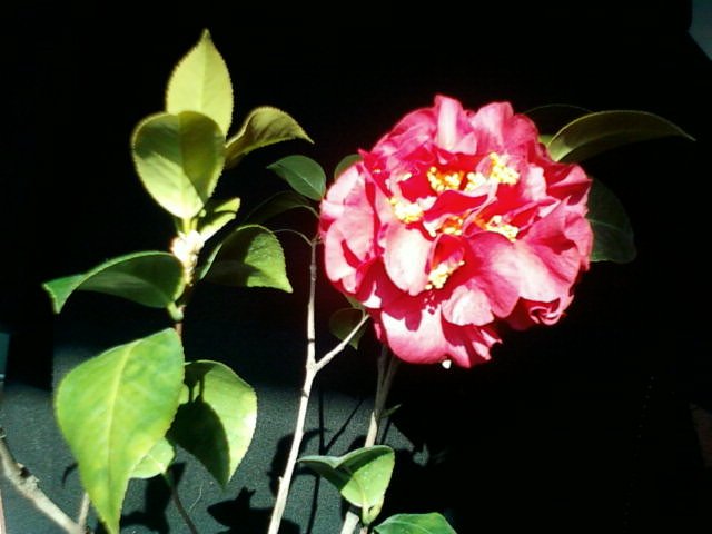 ��Ƭ-04����ī.jpg