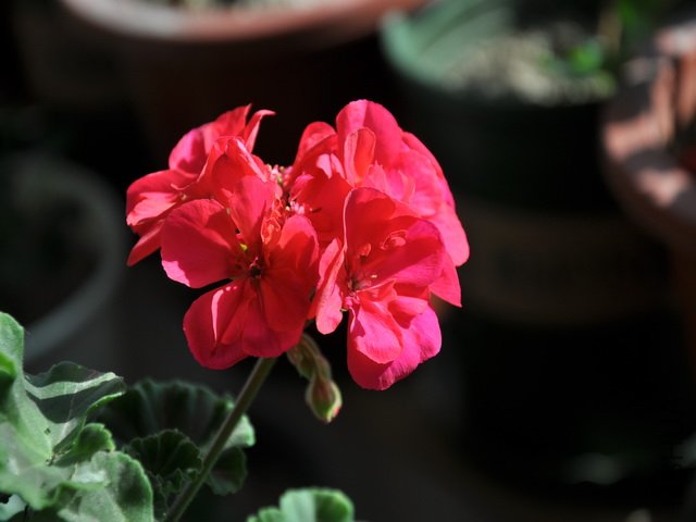 ���� DSC_0208.jpg