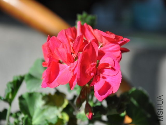 ���� DSC_0211.jpg