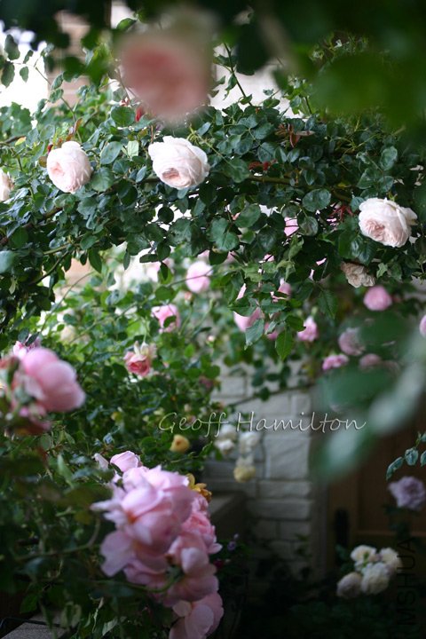 20110624180902b25.jpg